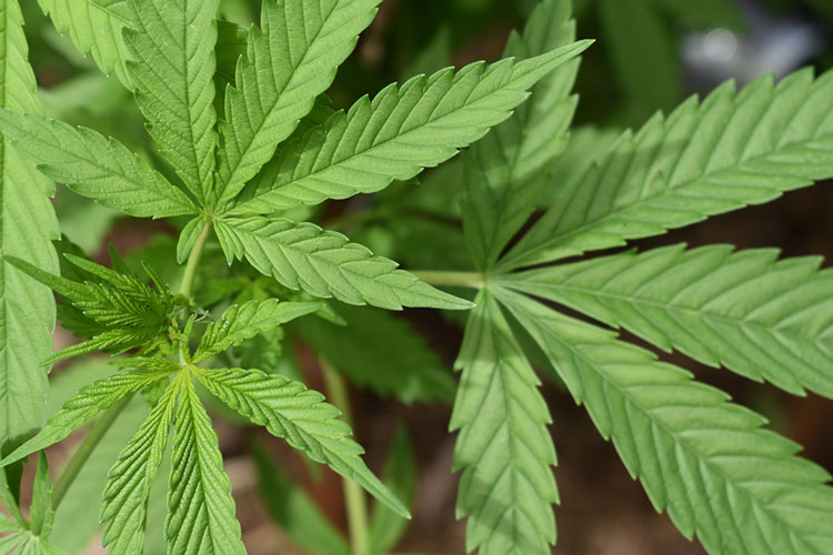 Cannabis seeds for the Breeding Tolerant Cannabis Seeds article