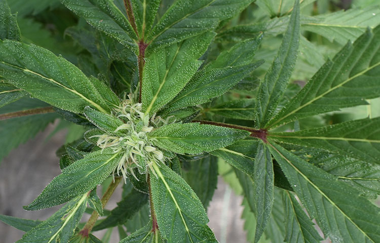 Cannabis plant