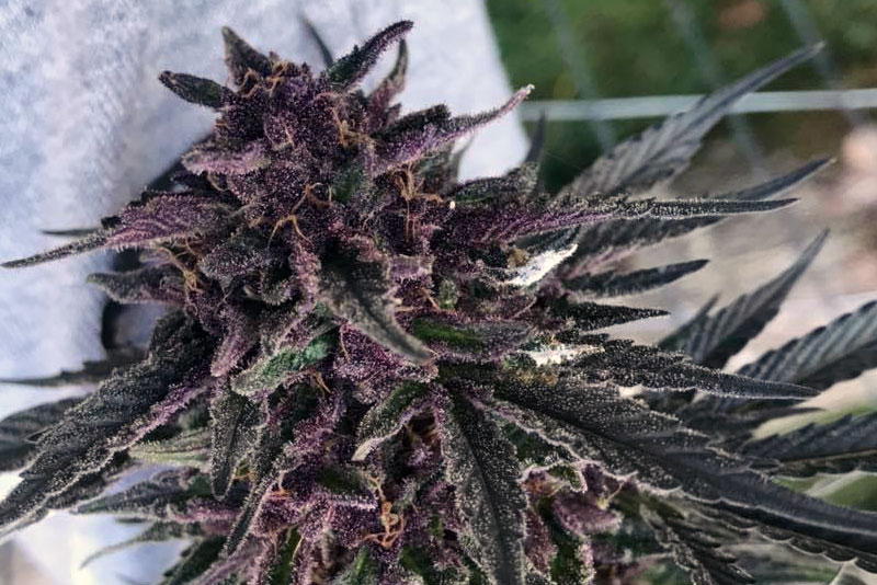Cannabis flower
