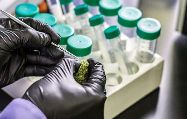 Cannabis laboratory testing