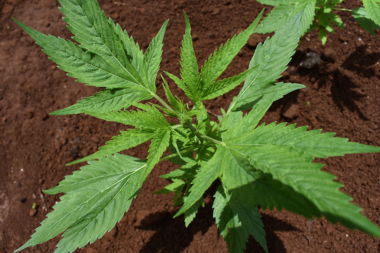 Young cannabis plant growing in dark soil