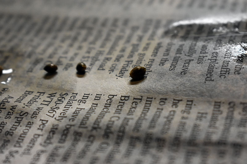 Cannabis seeds photographed on a printed page