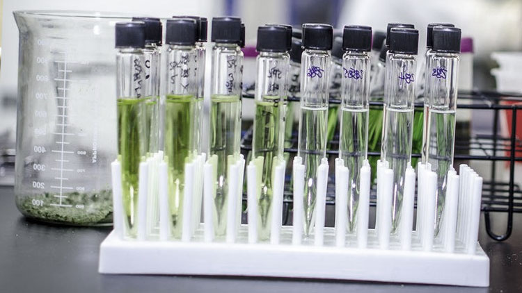 The Cannabis Research Project