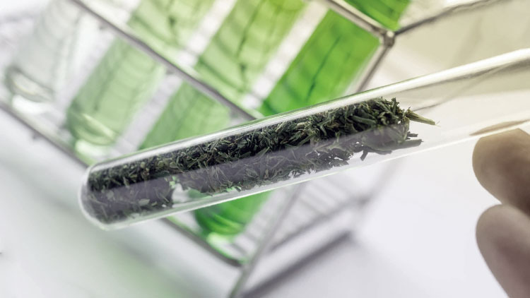 The THC Research Project